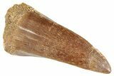 Fossil Mosasaur (Mosasaurus) Tooth - Morocco #286274-1
